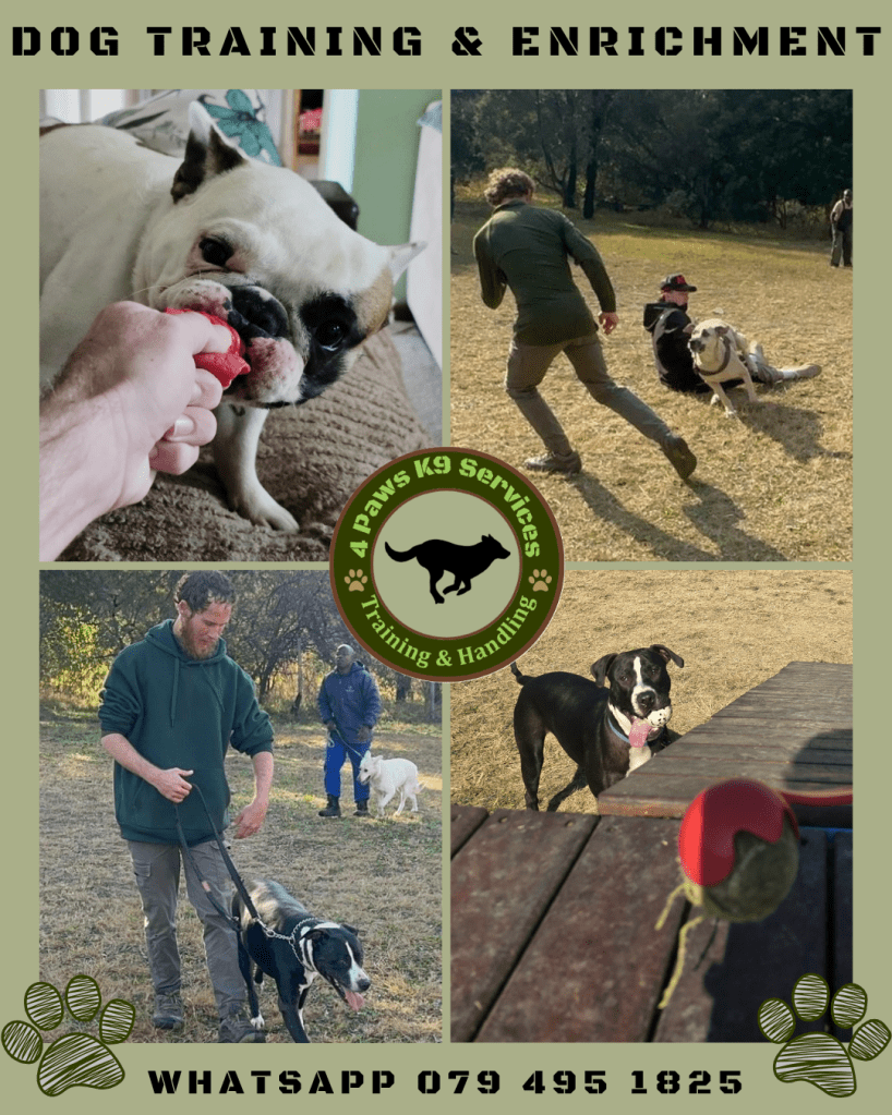 A collage of dog training activities including a French Bulldog playing with a toy, a person training dogs in a field, another person walking dogs on leashes, and a close-up of a ball and dog on a wooden surface.