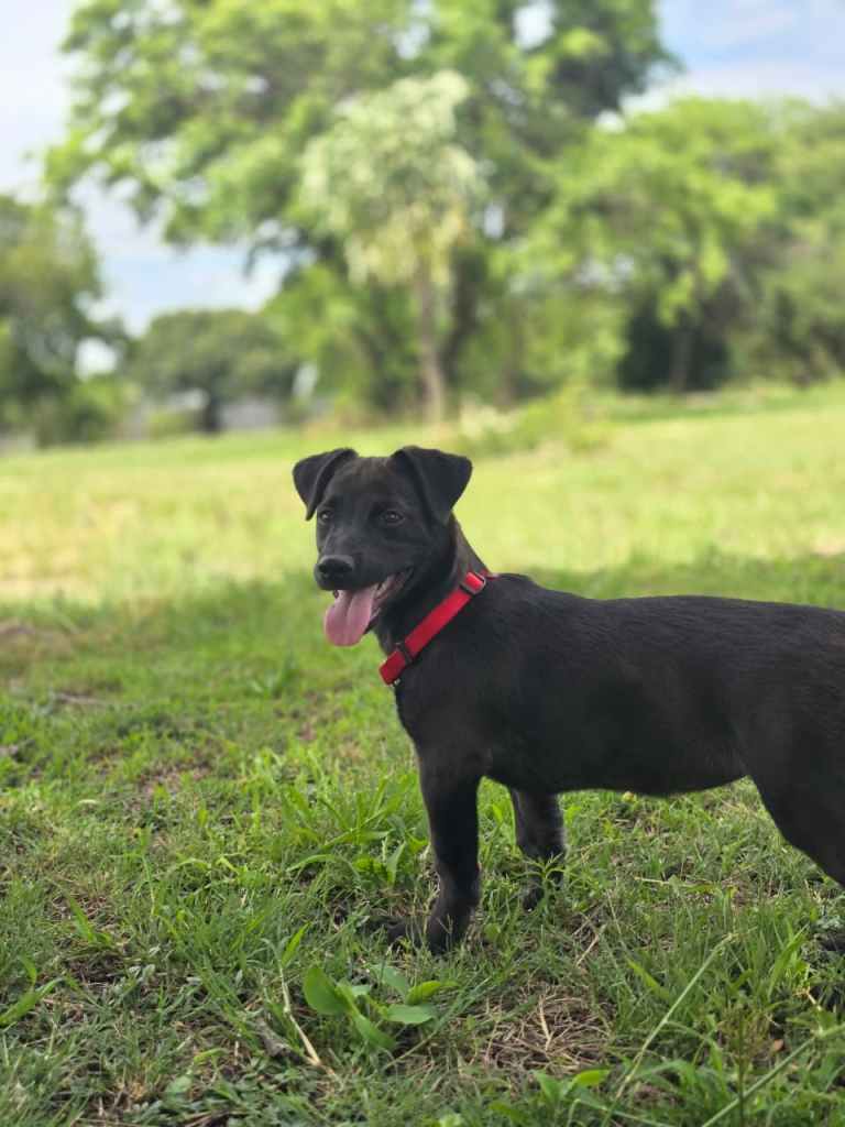 A black puppy with a red collar standing on green grass, looking towards the camera.
