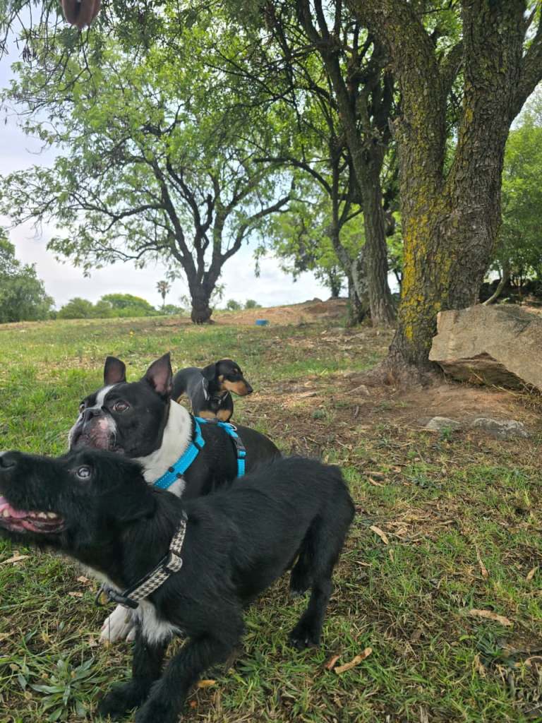 Three dogs playing in a park under trees, with one black dog in the foreground, a white and black dog in the middle, and a small brown dog in the background.