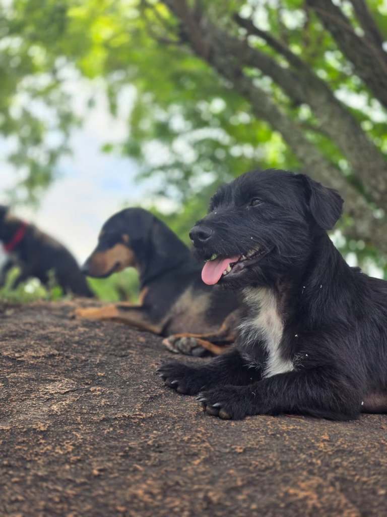 Two dogs relaxing on a rock, with one dog in the foreground looking content and the other partially visible in the background.