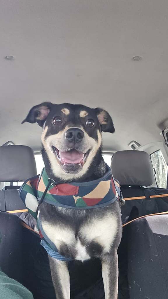 A happy dog with a black and brown coat sitting in a car, wearing a colorful harness.