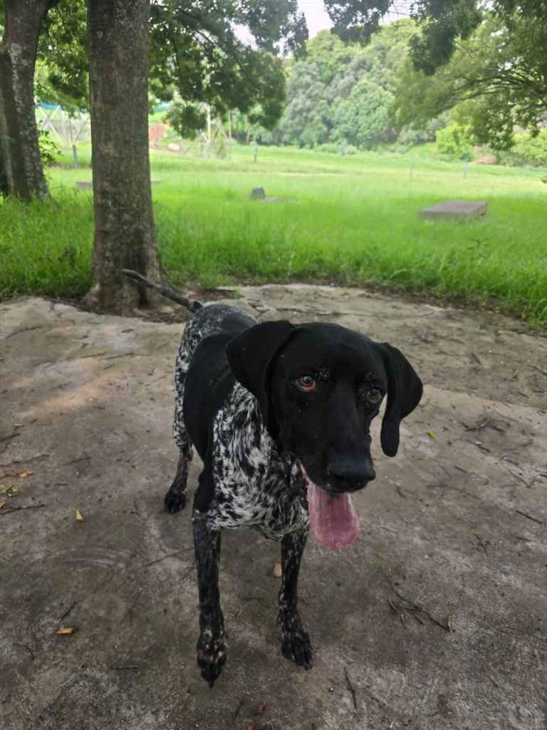 A black and white speckled dog standing on a dirt surface with green grass and trees in the background.