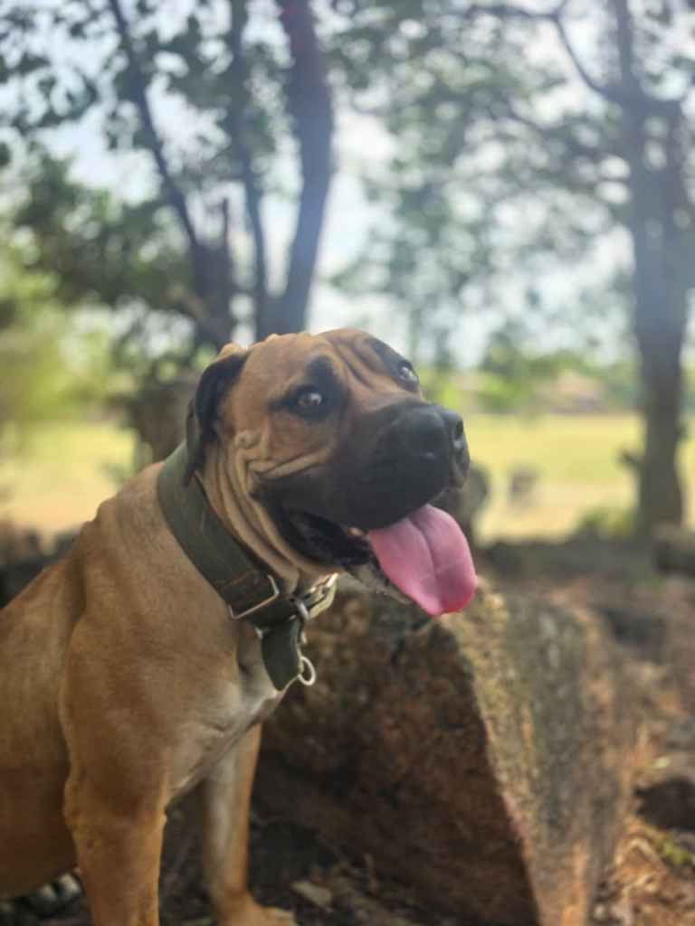 A happy brown dog with a black muzzle and tongue out, sitting near trees in a natural outdoor setting.