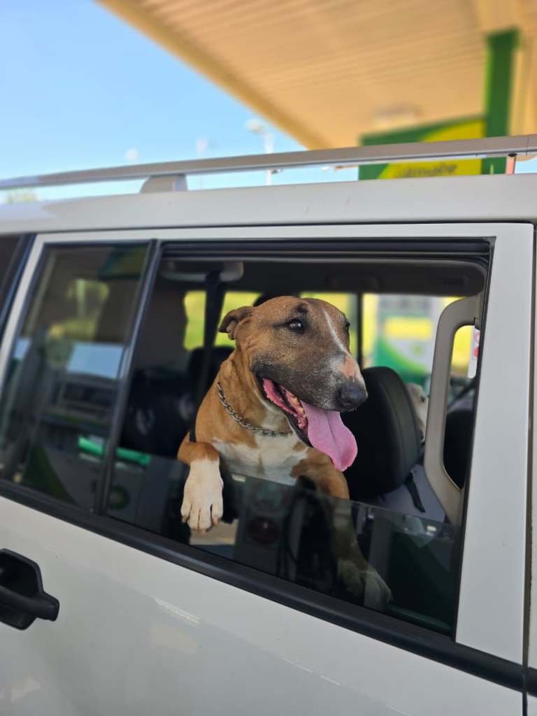 A dog with its head out of a car window, happily panting, at a gas station.
