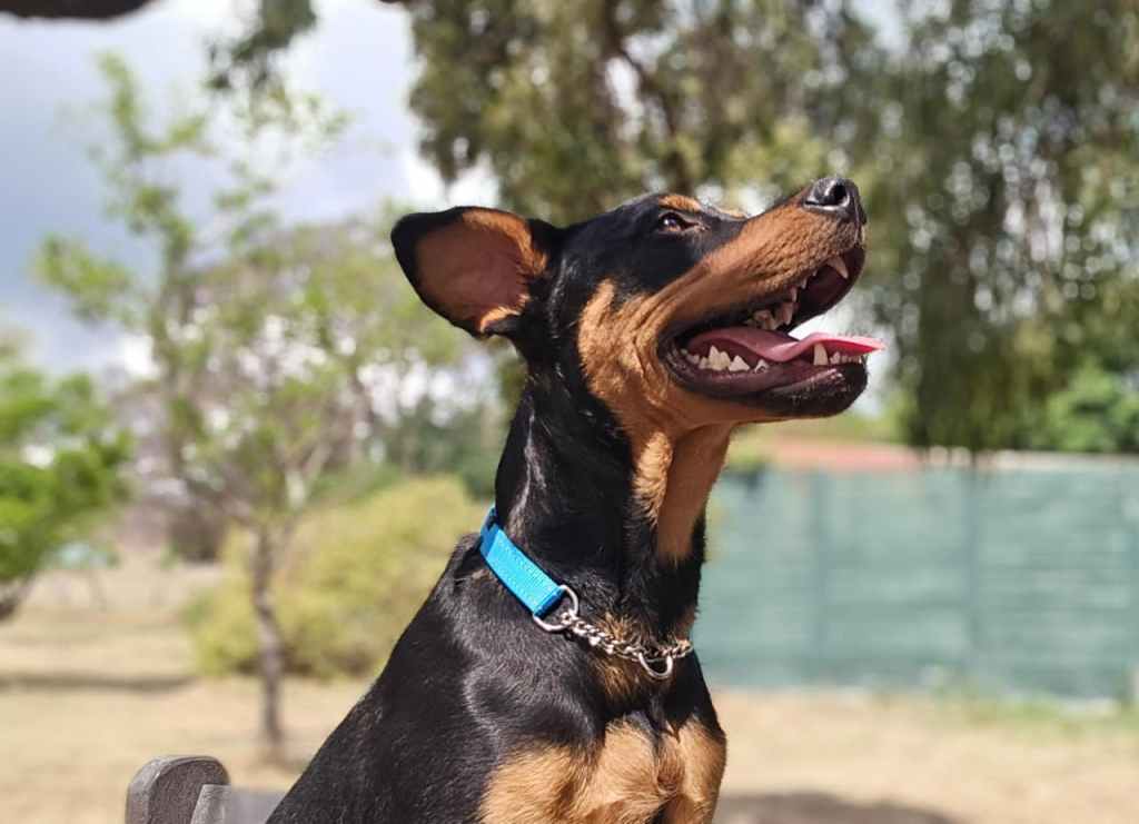 A happy dog sitting outdoors, with a black and tan coat and wearing a blue collar, enjoying a sunny day.