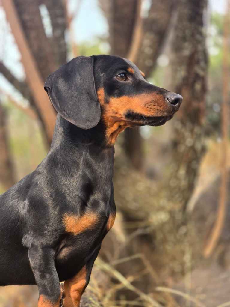 A black and tan dog with a sleek coat, sitting elegantly with its profile turned towards the viewer, surrounded by blurred natural elements.