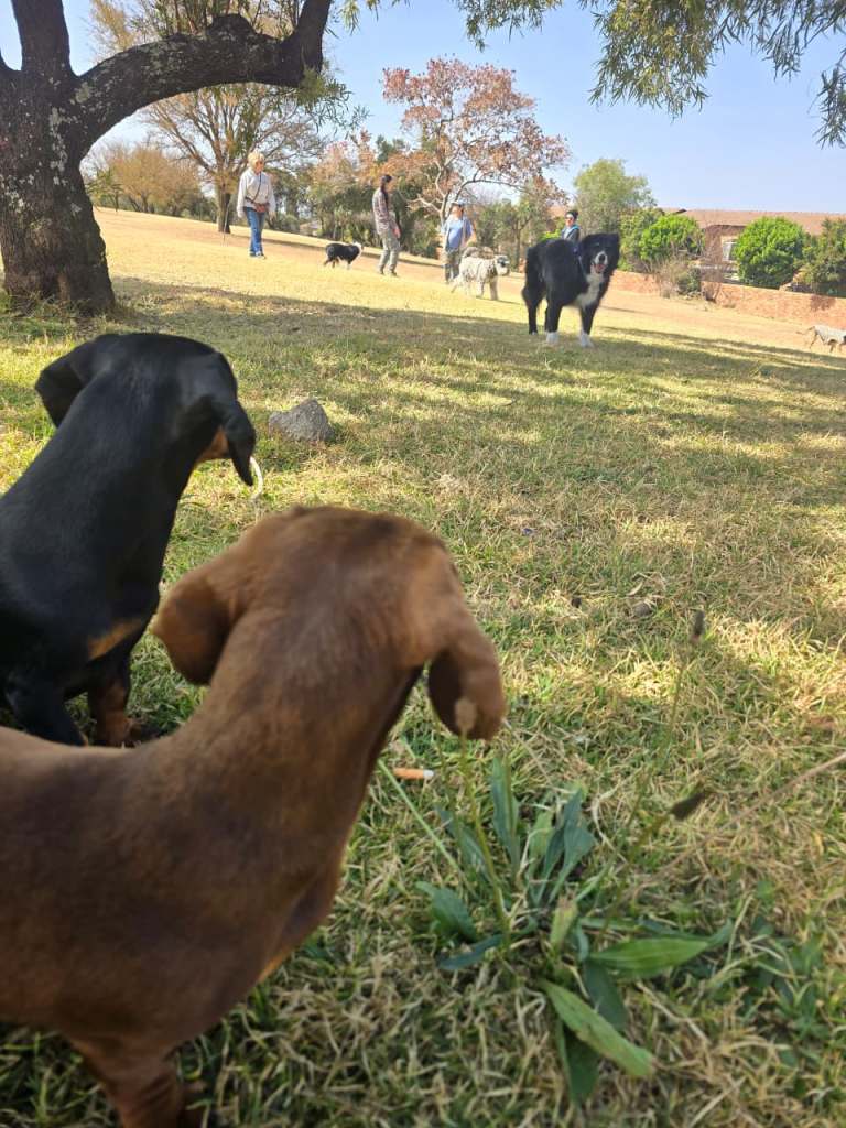 Two dogs in the foreground with people and other dogs playing in a grassy park in the background.