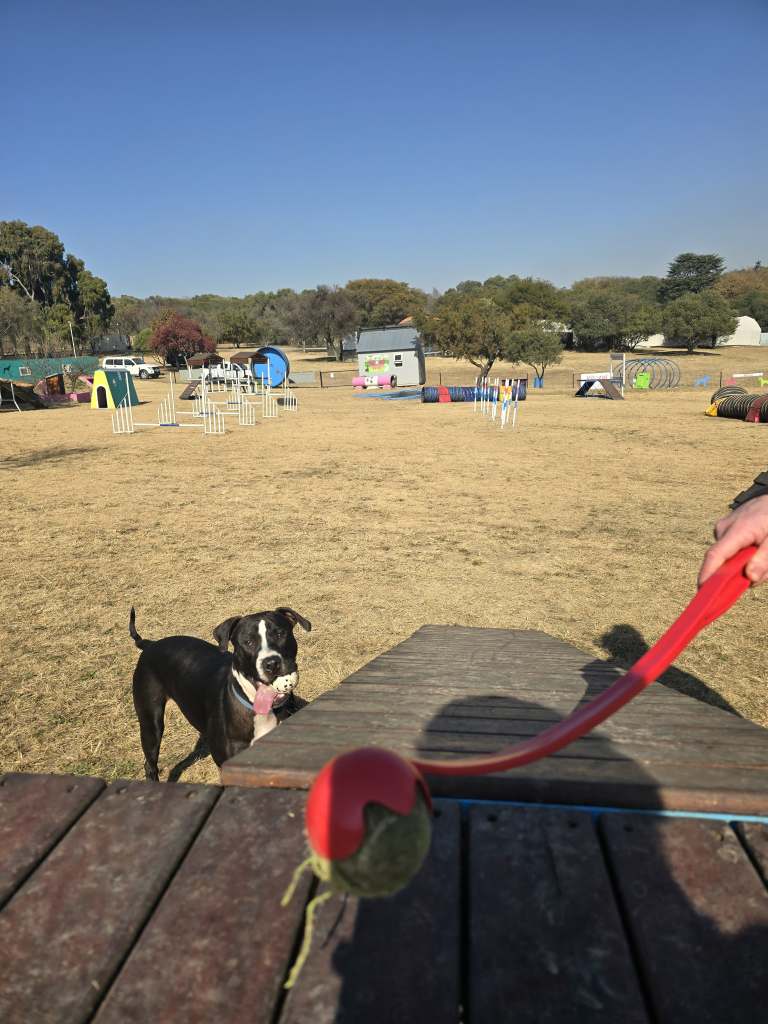 A black and white dog stands on the grass with a tennis ball in the foreground, while an obstacle course for dogs is visible in the background.