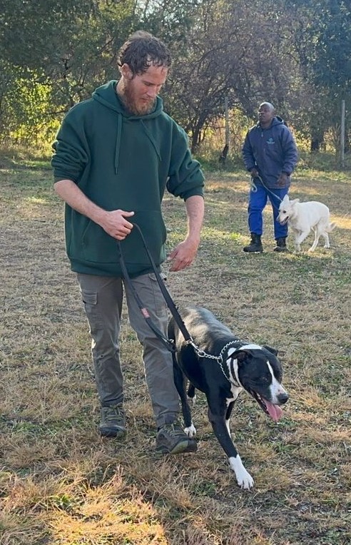 A person walking a black and white dog on a leash in a grassy area. In the background, another person walks a white dog.