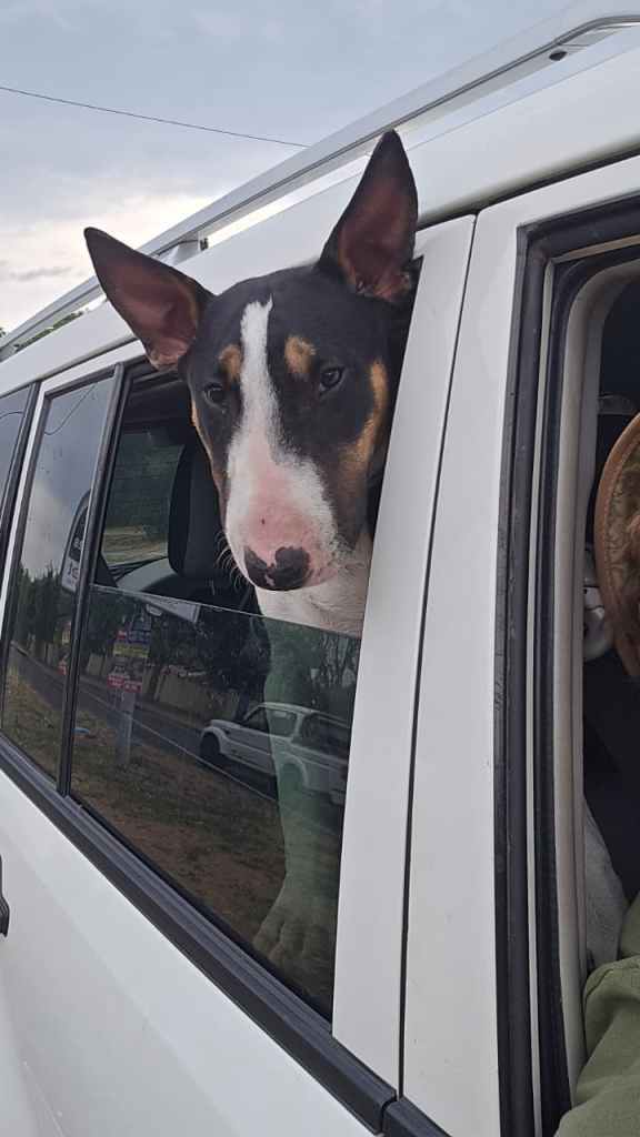 A dog with a black and white coat and large ears peeking out of a car window, looking curiously at the surroundings.
