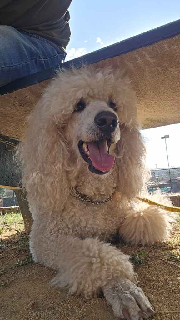 A fluffy beige poodle lying under a bench, looking up with a happy expression and its tongue out.
