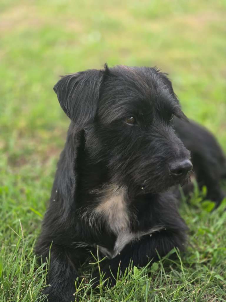 A black dog with a scruffy coat lying on green grass.