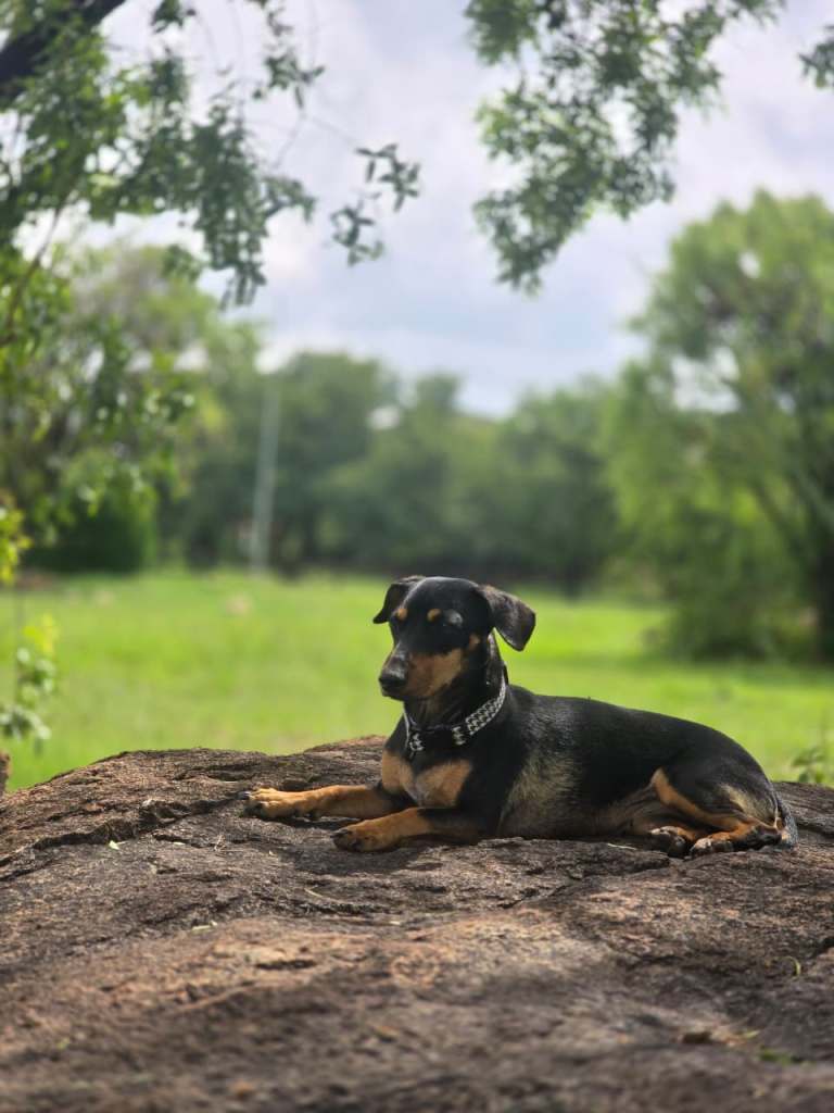 A dog resting on a rock in a grassy area with trees and a cloudy sky in the background.