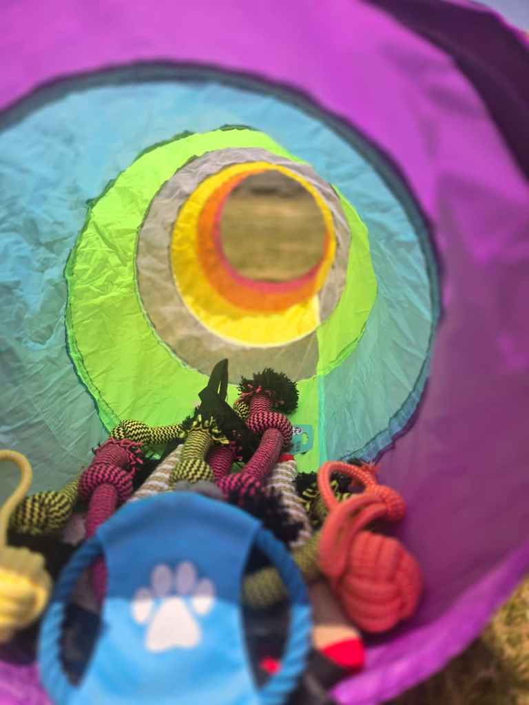 View from inside a colorful pet tunnel, showcasing various dog toys arranged at the bottom.