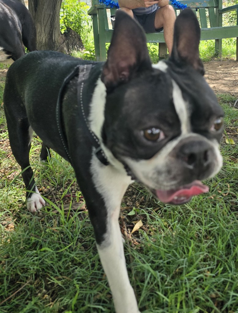 A close-up of a black and white dog walking on grass, with a person seated on a bench in the background.