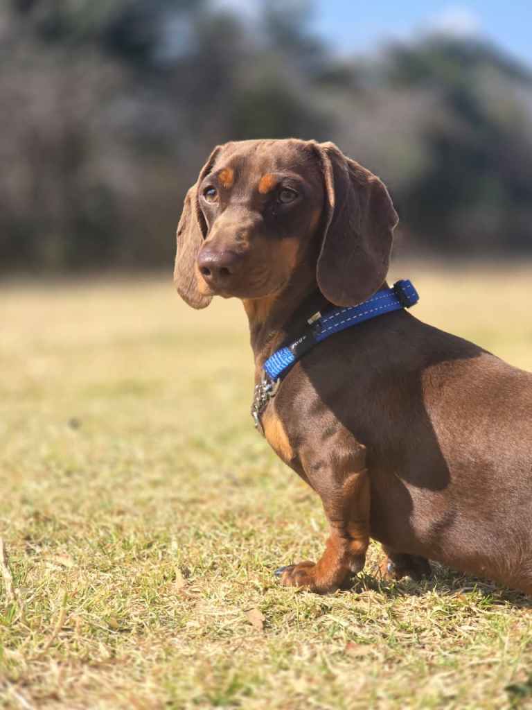 A brown dachshund with a blue collar sits on green grass, looking attentively to the side.