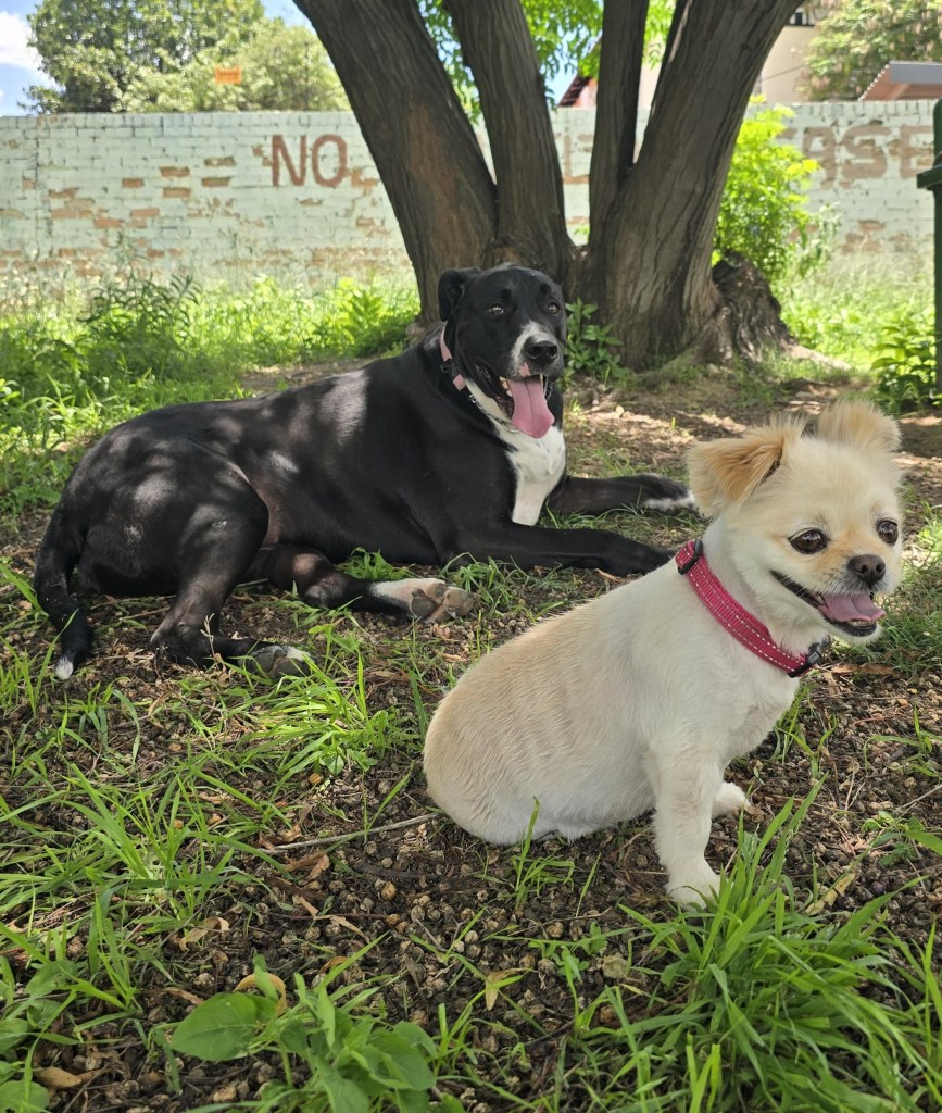 Two dogs resting under a tree: a large black dog lying on the ground and a small light-colored dog sitting nearby, both appearing relaxed and content.