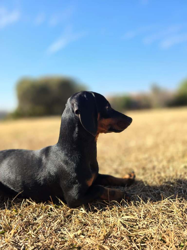 A black and tan dachshund lying on dry grass, with a clear blue sky in the background.